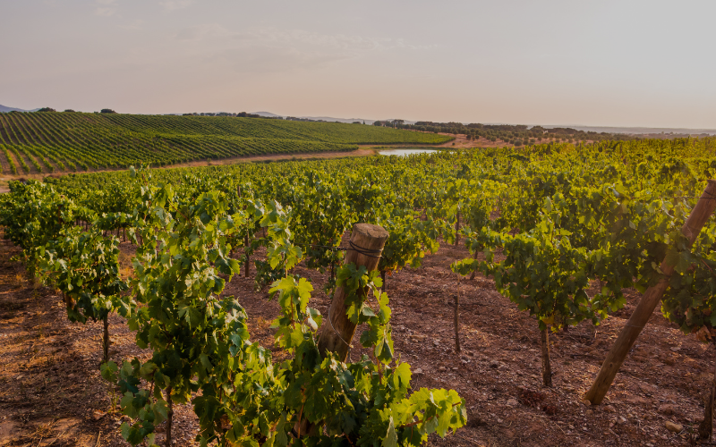 Tailgate | SGMA: Regional Updates & What It Means for You 